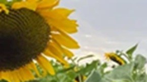 La dreamer Catalina "Xochitl' Santiago estuvo detenida por ICE y enfrentaba deportación.