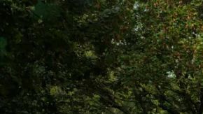 El exclusivo Rolls-Royce Phantom Centenary