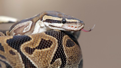 A pythonis is prepared for transport Wednesday Jan. 29, 2014, in Santa Ana, Calif., at the home of William Buchman. Buchman has been arrested for investigation of neglect in the care of animals, after authorities found at least 300 living and dead pythons in plastic bins inside Buchman's stench-filled suburban home. (AP Photo/Nick Ut)
