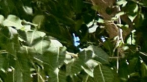 El Parque MacArthur  se encuentra lleno de personas con problemas de adicciones.