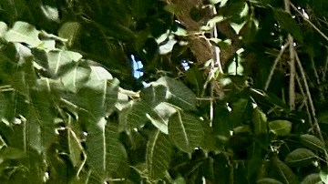 El Parque MacArthur  se encuentra lleno de personas con problemas de adicciones.