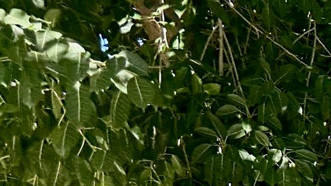El Parque MacArthur se encuentra lleno de personas con problemas de adicciones.