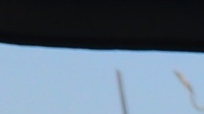 La organización We Grow LA entregan aliementos a residentes del sur de Los Ángeles.