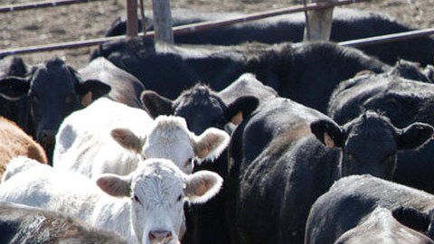 Industria ganadera estadounidense