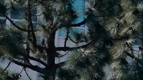 Vehicles leave Harbor-UCLA Medical Center Wednesday, Feb. 24, 2021, in Torrance, Calif. Golfer Tiger Woods was hospitalized and underwent surgery at the hospital following a car accident on Tuesday. (AP Photo/Ashley Landis)