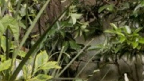 El estudio demostró que existe un alto grado de adopción de tecnologías emergentes como la IA entre los usuarios latinos