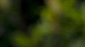 Mike Donilon, exasesor Joe Biden