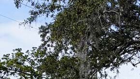 Instalaciones del New College of Florida