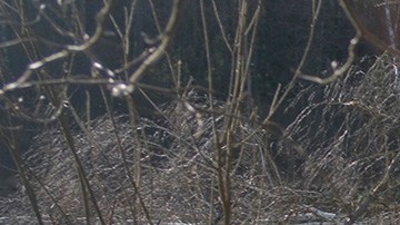 Pantano