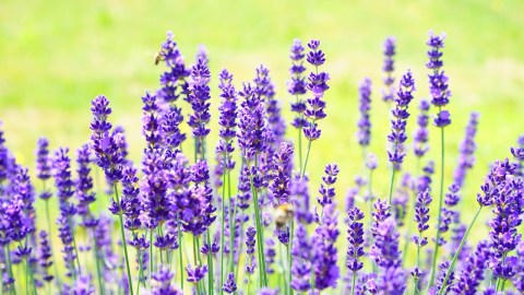Plantas medicinales