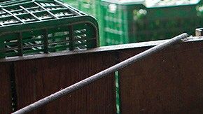 Producción de limón