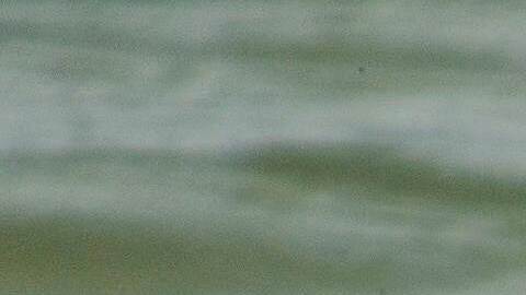 A shark swims in Mediterranean Sea as Israeli police are looking area for a swimmer who they fear was attacked by a shark on Monday, near the Israeli city of Hadera, Tuesday, April 22, 2025. (AP Photo/Ariel Schalit)