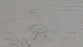 El despliegue de agentes de ICE en ciudades demócratas causa protestas y enfrentamientos.