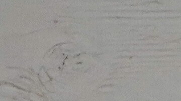 El despliegue de agentes de ICE en ciudades demócratas causa protestas y enfrentamientos.