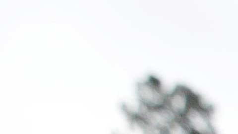 De acuerdo con los nuevos estatutos, el grupo más afectado es el de los Adultos Aptos para Trabajar sin Dependientes (ABAWDs).