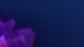 Cada producto para el Día de Muertos debes seleccionarlo cuidadosamente, ya que es una guía para las almas que "regresan" para el reencuentro familiar.