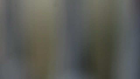 Descubre qué significa tener lagartijas en casa.