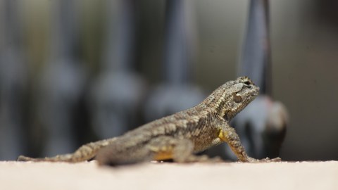 Descubre qué significa tener lagartijas en casa.