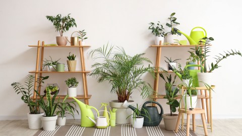 Las plantas en el hogar