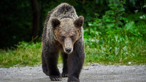 Aunque falta confirmar la especie con pruebas de ADN, todo apunta a un oso macho joven.