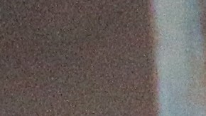 la GCSO confirmó que ambos perros fueron sacrificados por el control de animales al día siguiente.