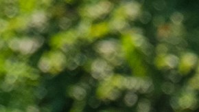 Moi fue eliminado de la competencia.