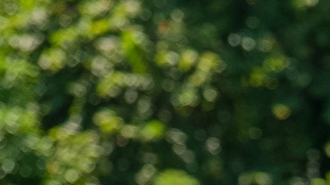 Moi fue eliminado de la competencia.