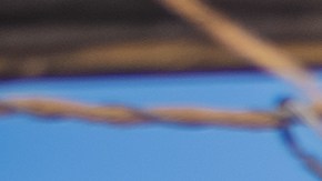 Las panteras no se dejan vencer.