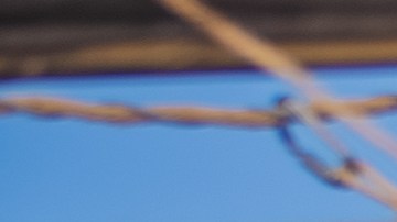 Las panteras no se dejan vencer.