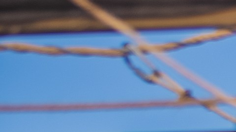 Las panteras no se dejan vencer.