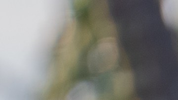 Roy no termina de acoplarse a las panteras.