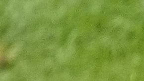 Belgium players pose for the team picture before a round of sixteen match between France and Belgium at the Euro 2024 soccer tournament in Duesseldorf, Germany, Monday, July 1, 2024. (AP Photo/Andreea Alexandru)