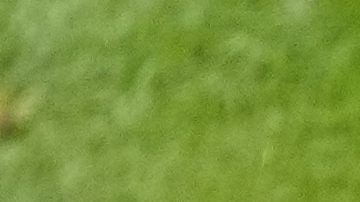 Belgium players pose for the team picture before a round of sixteen match between France and Belgium at the Euro 2024 soccer tournament in Duesseldorf, Germany, Monday, July 1, 2024. (AP Photo/Andreea Alexandru)