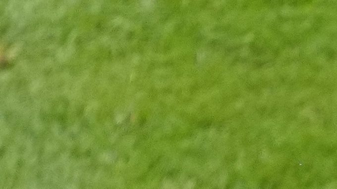 Belgium players pose for the team picture before a round of sixteen match between France and Belgium at the Euro 2024 soccer tournament in Duesseldorf, Germany, Monday, July 1, 2024. (AP Photo/Andreea Alexandru)