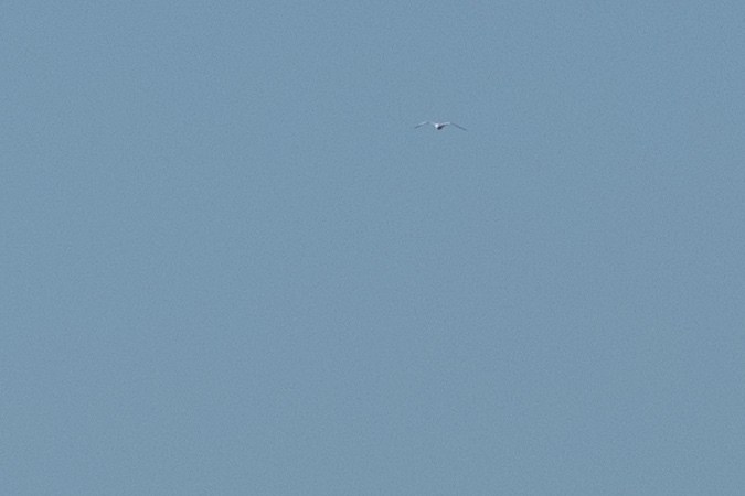 La presidenta de la NTSB, Jennifer Homendy, calificó el accidente como “totalmente prevenible”