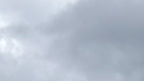 El Departamento de Vida Silvestre, Pesca y Parques de Mississippi se hizo cargo del cuerpo del animal.