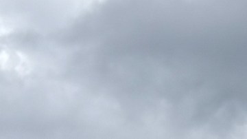 El Departamento de Vida Silvestre, Pesca y Parques de Mississippi se hizo cargo del cuerpo del animal.