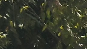 Aficionados celebran con los Dodgers el bicampeonato.