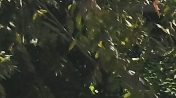 Aficionados celebran con los Dodgers el bicampeonato.