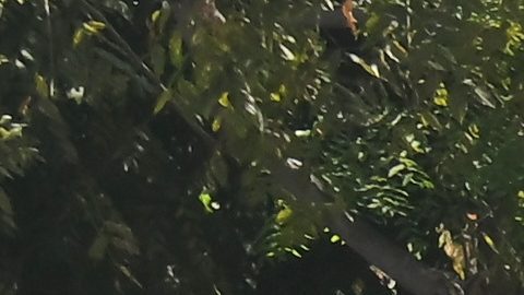 Aficionados celebran con los Dodgers el bicampeonato.