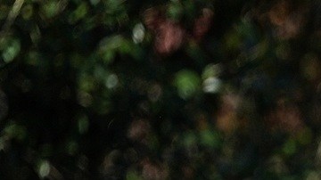 Agentes de la Patrulla Fronteriza en operaciones contra inmigrantes en Charlotte, Carolina del Norte.