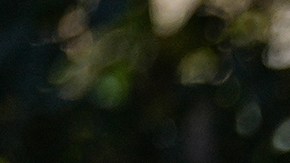 El Departamento de Seguridad Nacional (DHS) alegó que aproximadamente 1400 órdenes de detención en todo Carolina del Norte no se habían acatado