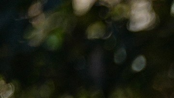 El Departamento de Seguridad Nacional (DHS) alegó que aproximadamente 1400 órdenes de detención en todo Carolina del Norte no se habían acatado