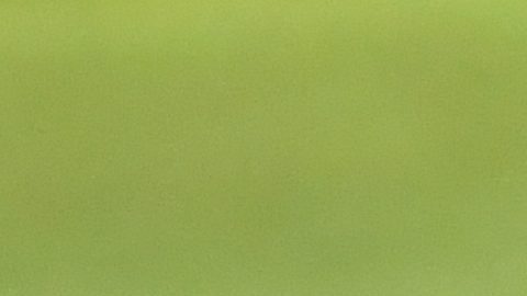 Curacao players celebrate qualifying for the 2026 FIFA World Cup after their game with Jamaica in Kingston, Jamaica, Tuesday, Nov. 18, 2025. (AP Photo/Collin Reid)