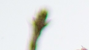 Árboles naturales de Navidad