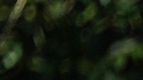 Agentes de la Patrulla Fronteriza destacados en Carolina del Norte para ayudar en redadas de ICE.