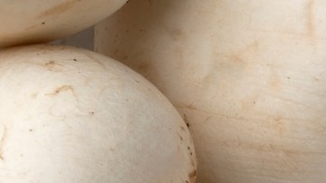 Beneficios del consumo de champiñones enteros, incorpóralos a tu dieta