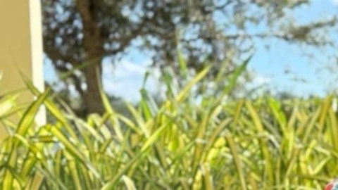 Chantille Manuel dejó atrás las adicciones y reconstruyó su vida laboral, pero aún tiene dificultades para alimentar a su familia.