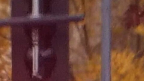 Tras el tiroteo, Pete Hegseth anunció que se desplegarían 500 miembros adicionales en D.C.