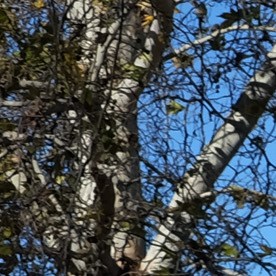 Visitors to the Sepulveda Basin Dog Park look at fallen a tree that was blown down by heavy winds in the Encino section of Los Angeles on Saturday, Jan. 24, 2015. A brief but powerful round of Santa Ana winds with gusts topping 60 mph toppled trees and power lines in Los Angeles. About 9,000 customers were without electricity in the San Fernando Valley Saturday morning. (AP Photo/Richard Vogel)